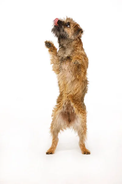 Szép kis kutya táncol élelmiszer — Stock Fotó