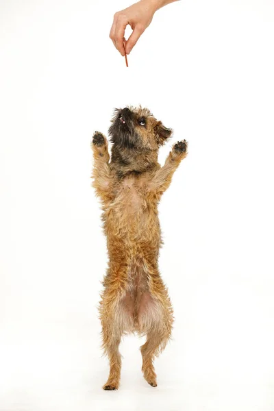Szép kis kutya táncol élelmiszer — Stock Fotó
