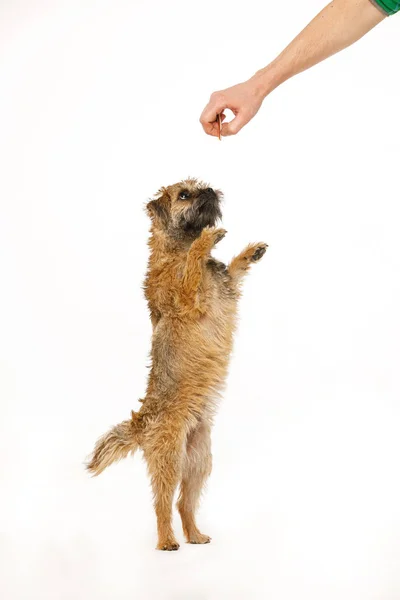 Lindo cachorrinho está dançando para comida — Fotografia de Stock