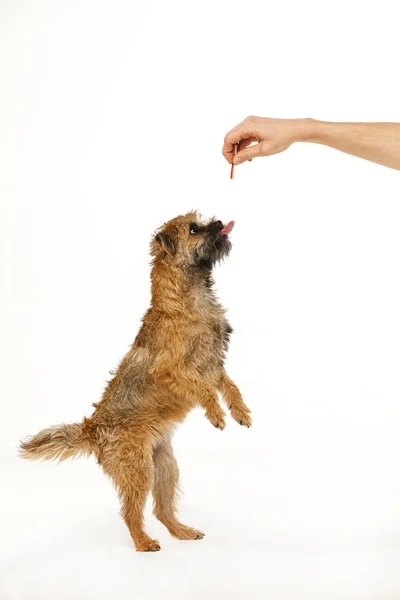 Lindo cachorrinho está dançando para comida — Fotografia de Stock