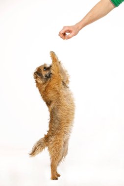 güzel küçük köpek yemek için dans ediyor