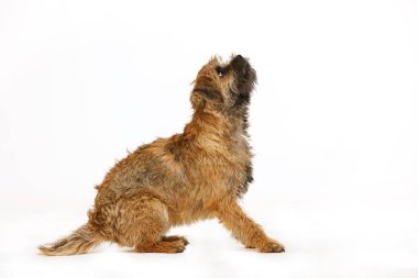 küçük köpek yemek için komutları yürütmek için öğrenir