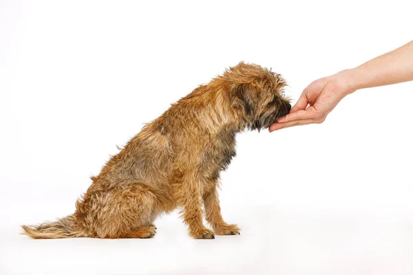 Pequeno cão aprende a executar comandos de comida — Fotografia de Stock