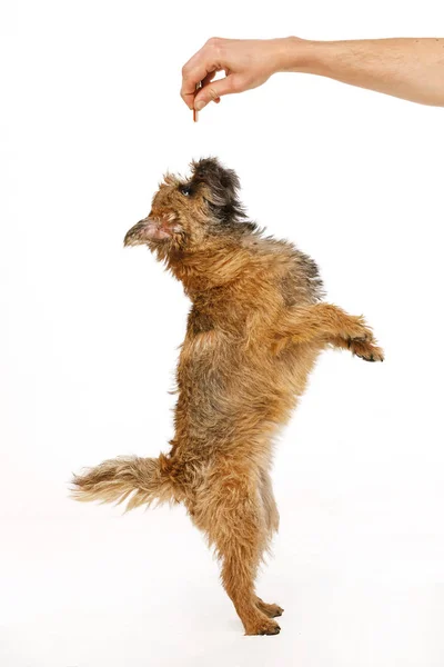 Lindo cachorrinho está dançando para comida — Fotografia de Stock
