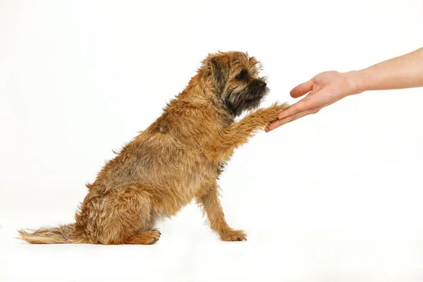 Belo cachorrinho está dando pata para comida — Fotografia de Stock