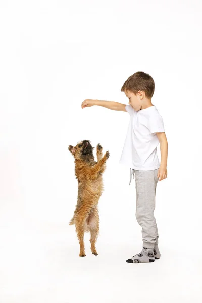 Menino está treinando o cão estúdio tiro — Fotografia de Stock