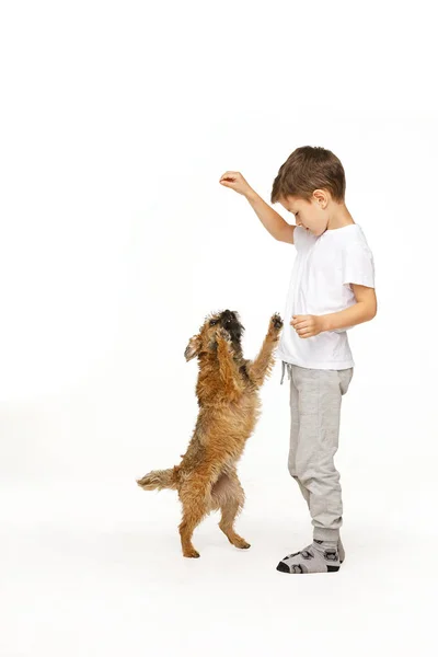 Menino está treinando o cão estúdio tiro — Fotografia de Stock