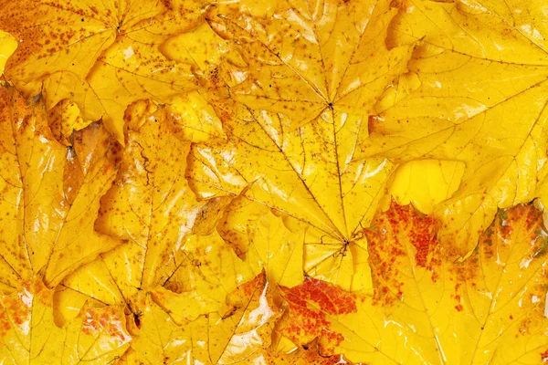 Many autumn yellow maple leaves with patterns — Stock Photo, Image