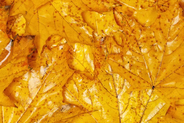 Molte foglie d'acero giallo autunnale con motivi — Foto Stock