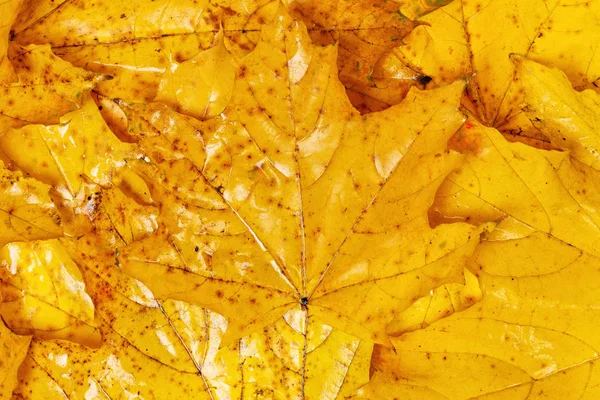 Many autumn yellow maple leaves with patterns — Stock Photo, Image