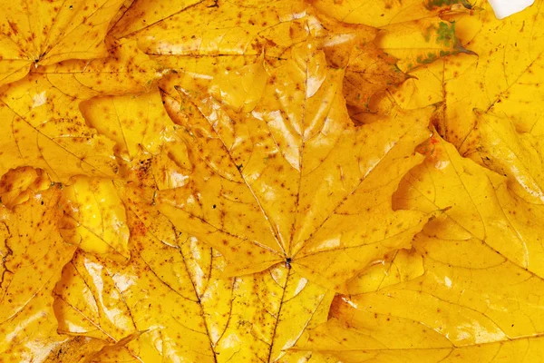 Many autumn yellow maple leaves with patterns — Stock Photo, Image