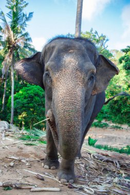 Güzel fil Tayland 'da doğada yürüyor.