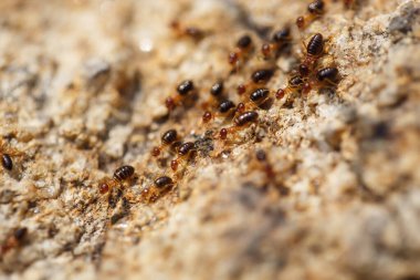 Kahverengi karıncalar kayalık bir yolda sürünüyorlar