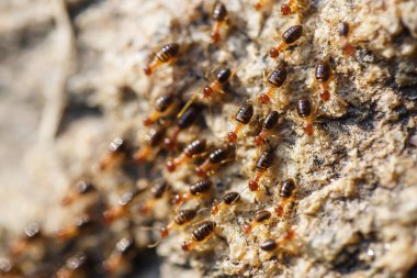 Kahverengi karıncalar kayalık bir yolda sürünüyorlar