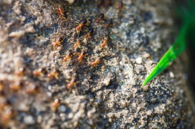 Kahverengi karıncalar kayalık bir yolda sürünüyorlar