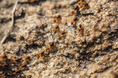 Kahverengi karıncalar kayalık bir yolda sürünüyorlar