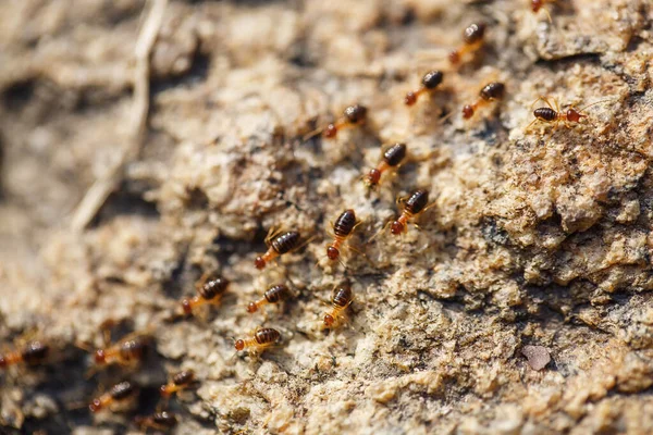 Коричневые муравьи ползают по скалистой дороге — стоковое фото