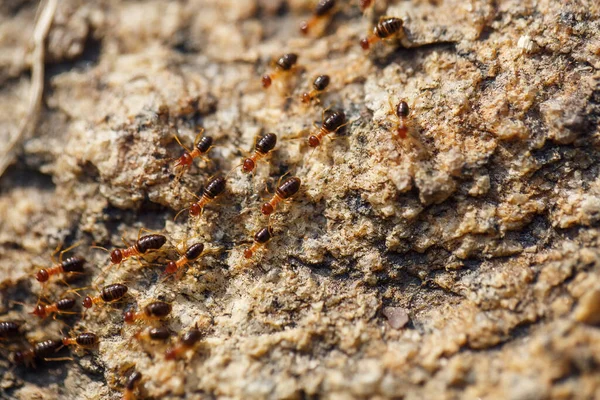 Semut coklat merangkak di sepanjang jalan berbatu — Stok Foto