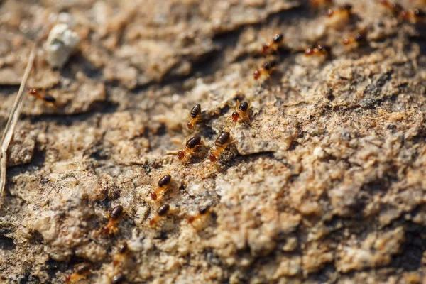 Brown ants crawl along a rocky road — Stock Photo, Image