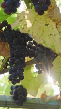 Sunset 'te Hasat Mevsimi Üzümleri Üzümleri. Gün batımında parlayan üzümler. Altın saat, sonbahar mevsiminde, üzüm bağlarında asılı şarap üzümleri, organik tarım.