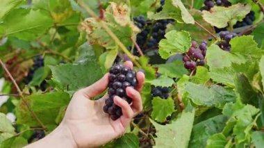 Elle üzüm toplayan bir çiftçi. Sarmaşıktan olgun üzümler toplayan bir elin yakın çekimi, hasat mevsimini, organik tarımı ve geleneksel şarap üretimini sembolize ediyor..