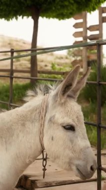 Dikey çekim. Kapadokya, Türkiye 'de çitlerle çevrili bir alanda halat ve zincirli beyaz eşek. Kum fırtınası, tozlu bir gün. Asya seyahati. Goreme Ulusal Parkı. Tatiller, turist turları. Orta Doğu