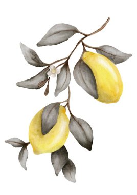 Parlak limonları, yaprakları ve beyaz yaprakları olan bir limon dalının suluboya deseni.