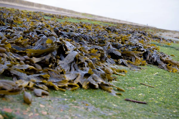 穀物の島 ケント イギリスの海岸線に打ち上げられた海藻 — ストック写真