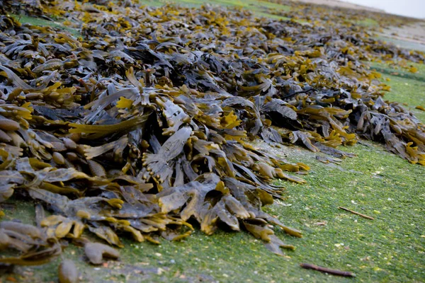 穀物の島 ケント イギリスの海岸線に打ち上げられた海藻 — ストック写真