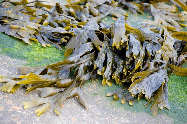 穀物の島 ケント イギリスの海岸線に打ち上げられた海藻 — ストック写真