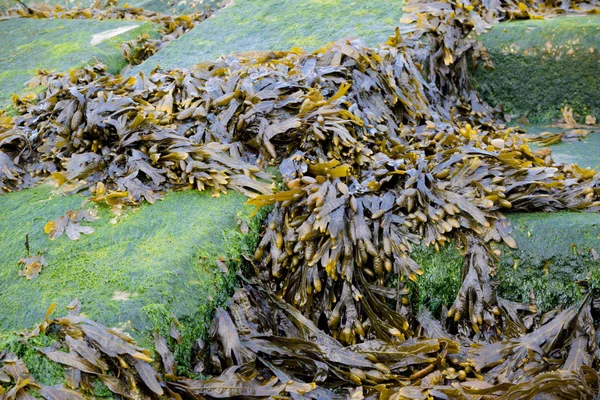 Algas Marinas Arrastradas Costa Isla Grain Kent Reino Unido —  Fotos de Stock