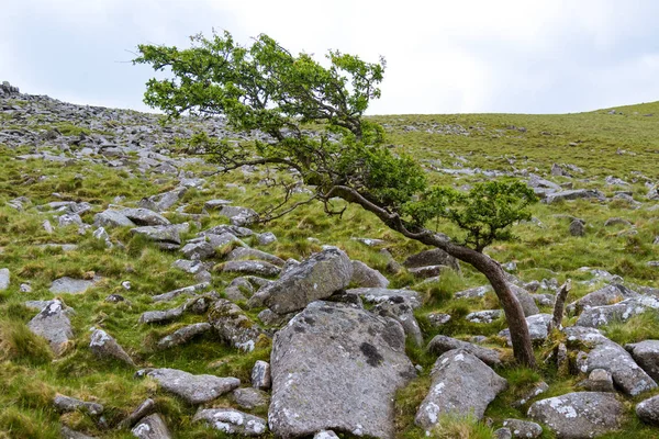 Árbol Los Alrededores Belstone Tor Parque Nacional Dartmoor Devon Reino — Foto de Stock