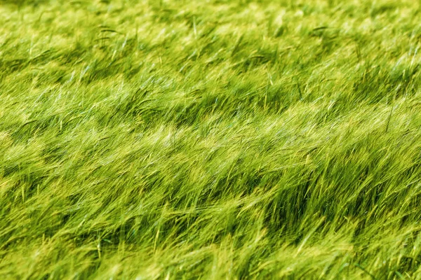 Пшеница Дует Ветру Национальном Парке Дартмур — стоковое фото