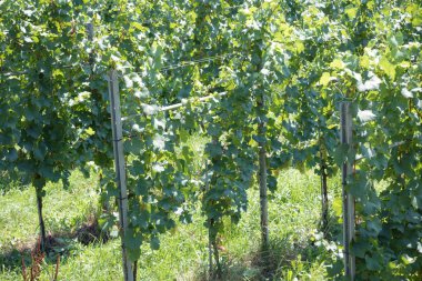 Vaduz, Lihtenştayn, 16 Ağustos 2018: - Liechtenstein ve Schaan başkenti Vaduz arasında büyüyen bir üzüm bağı