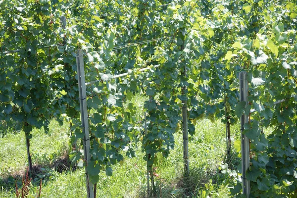 Vaduz, Lihtenştayn, 16 Ağustos 2018: - Liechtenstein ve Schaan başkenti Vaduz arasında büyüyen bir üzüm bağı