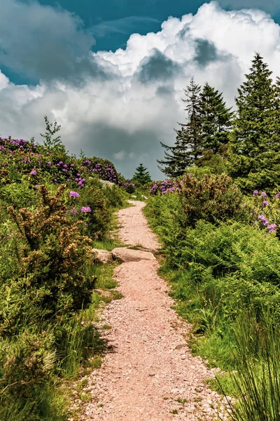 Ścieżki Parku Narodowym Dartmoor Devon Wielka Brytania — Zdjęcie stockowe