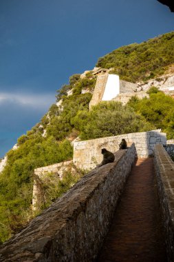 Cebelitarık, üst Rock Doğa rezerv içinde bulunan ünlü maymunlar. Gibraltar İngiliz denizaşırı Bölgesi İspanya'nın güney ucunda yer almaktadır.