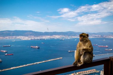 Cebelitarık, üst Rock Doğa rezerv içinde bulunan ünlü maymunlar. Gibraltar İngiliz denizaşırı Bölgesi İspanya'nın güney ucunda yer almaktadır.