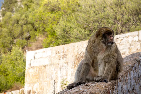 Die Berühmten Menschenaffen Von Gibraltar Die Sich Naturschutzgebiet Oberer Felsen — Stockfoto