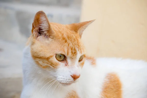 A cat in the old town of Gibraltar. Gibraltar is a British Overseas Territory located on the southern tip of Spain.