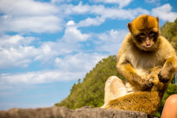 Híres Majmok Gibraltár Található Upper Rock Nature Reserve Gibraltár Egy — Stock Fotó
