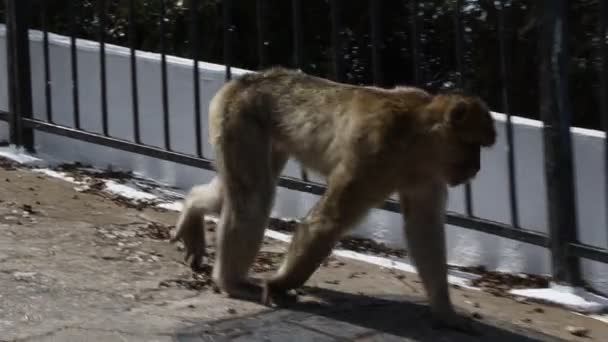 보호구에 위치한 지브롤터의 유명한 원숭이 지브롤터는 스페인의 위치한 — 비디오