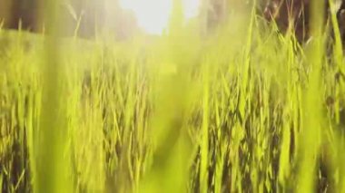 Çim alanın üzerinde hareket