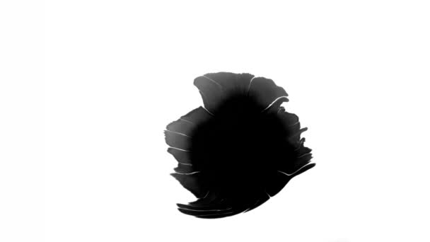 花墨水 美丽的黑色水彩油墨在背景色的衬托下褪色 — 图库视频影像