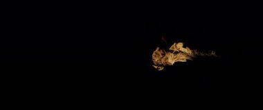 Slow Motion video çekimi Fire Flames and Burning. Siyah arka planda gerçek bir yangın tetikleyici..