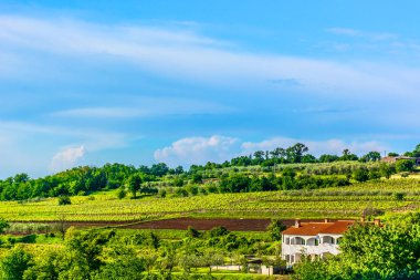 Istria region nature landscape. / Scenic view at marble landscape in central Istria, famous region in Croatia, Europe. clipart