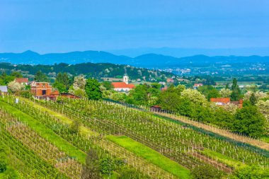  Zagorje tepe doğa manzaralı. / Bahar mermer üzüm bağları Zagorje bölgesinde, Varaždin County doğal manzaraya.