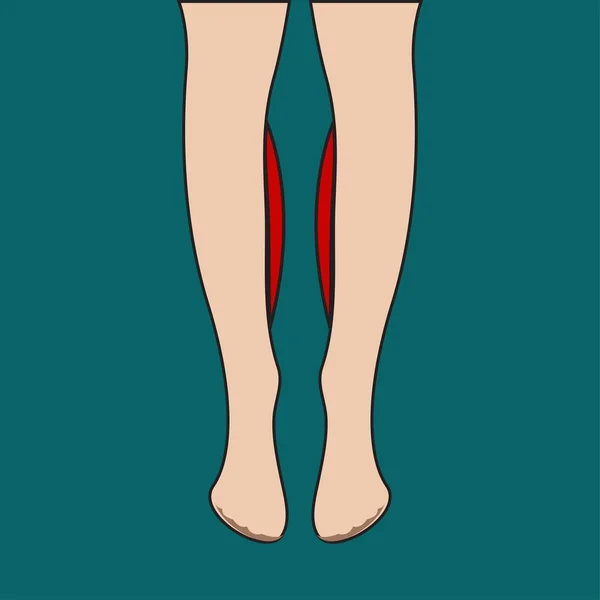 すね前に と後の脚の下部の Lipofilling インプラントします ベクトル図 — ストックベクタ