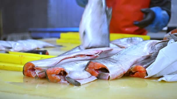 Fábrica de pescado de mar — Vídeo de stock