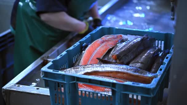 Fábrica de pescado de mar — Vídeos de Stock